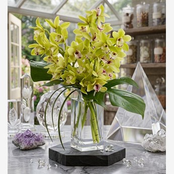 2 Stems of Green Cymbidium Orchids