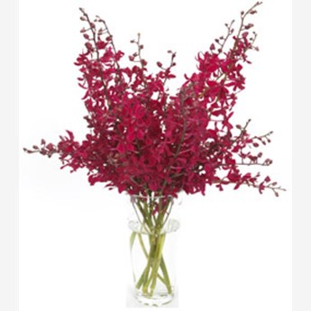 20 Red Orchids Flowers Vase