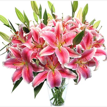 Stems Of Pink Lilies