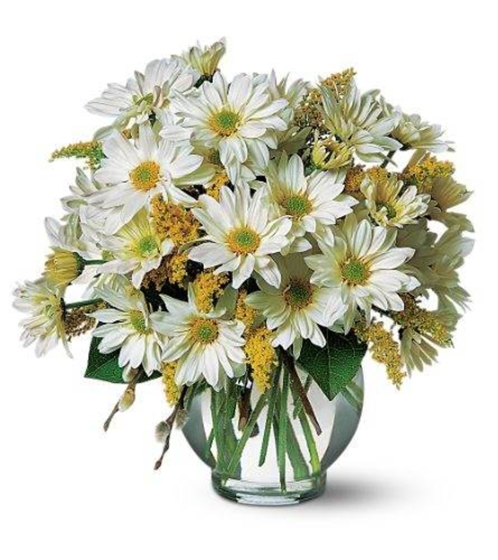 Milk White Daisies