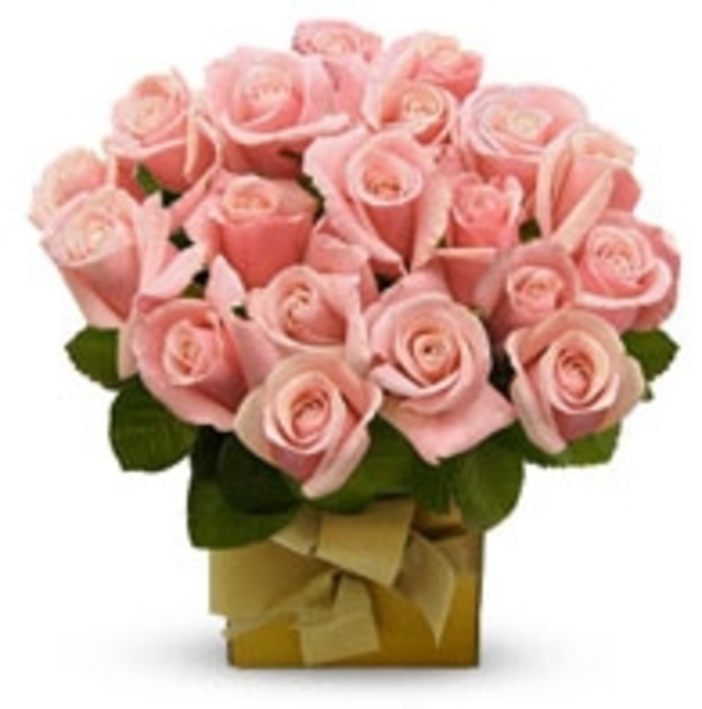 20 Baby Pink Roses