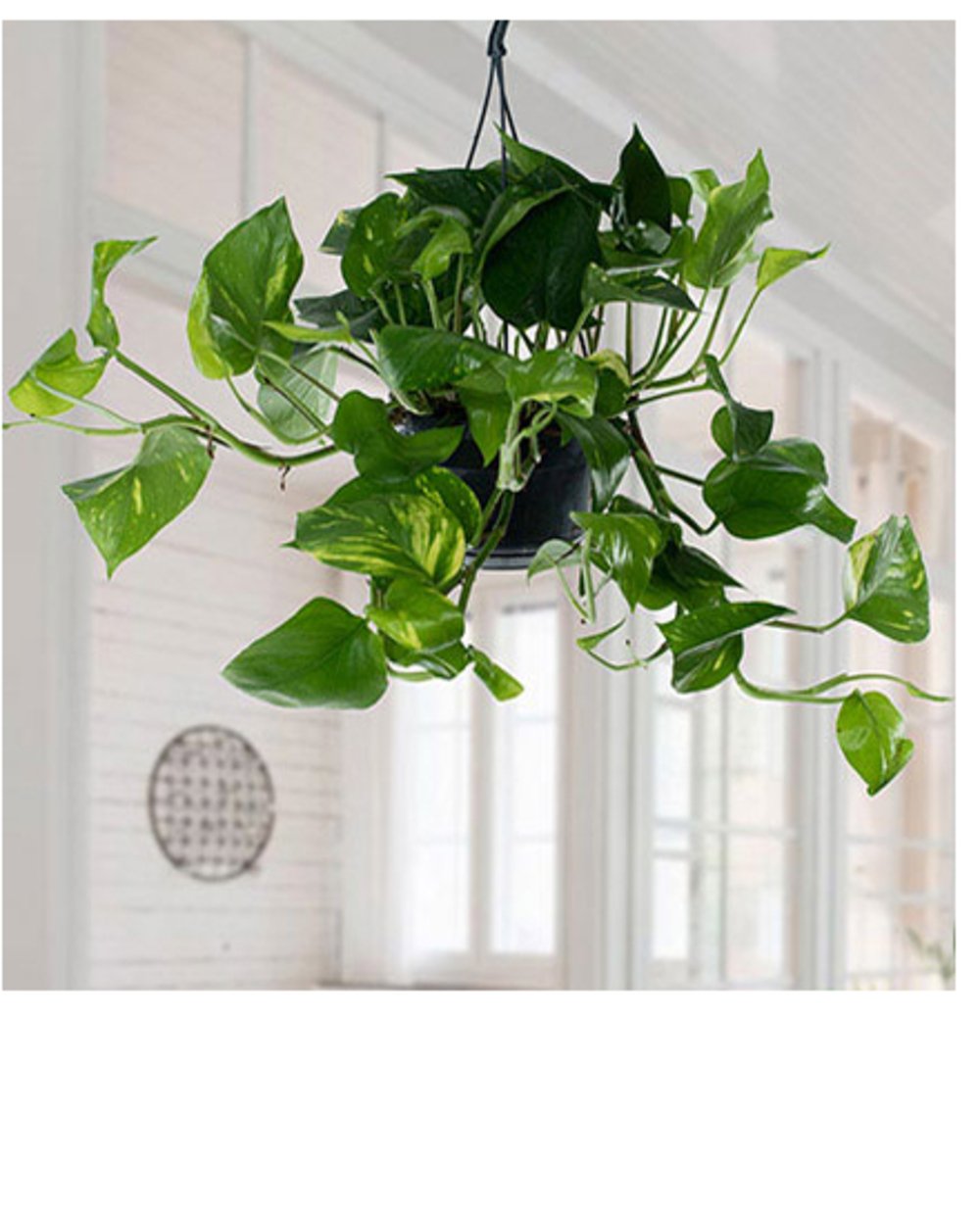 Hanging Epipremnum Aureum plant