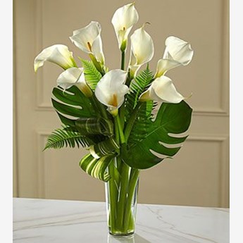 Calla Lily