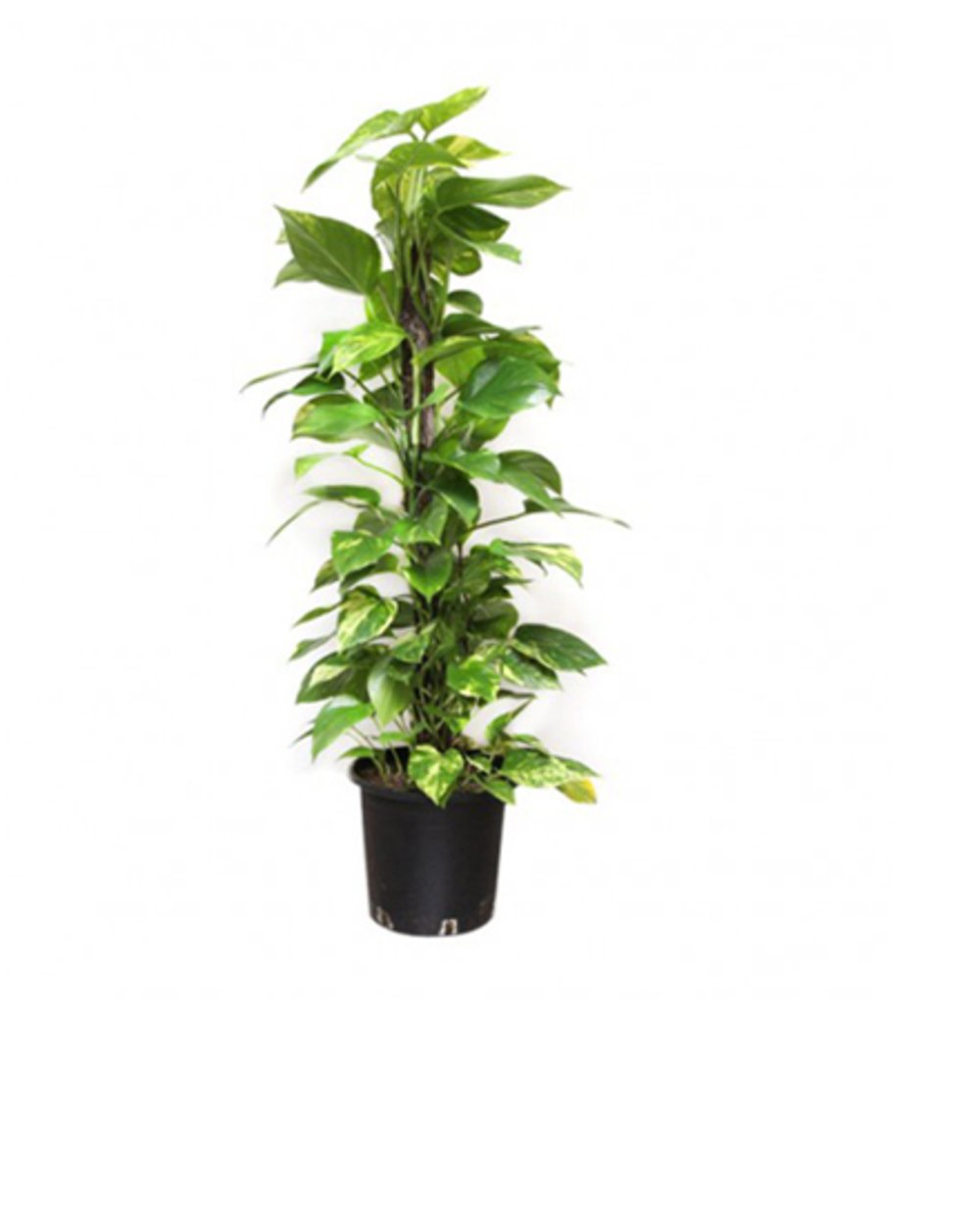 The Money Plant 100-120cm