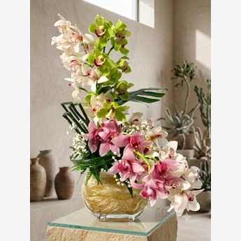 Pink Cymbidium Orchids