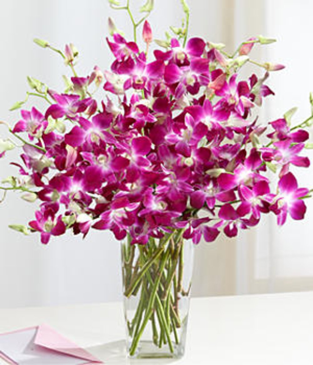 Dendrobium Orchids