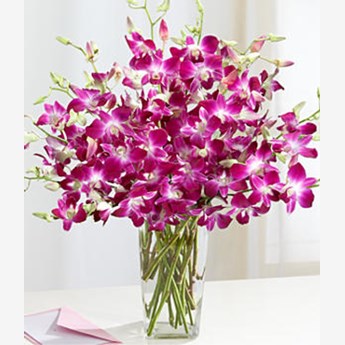Dendrobium Orchids