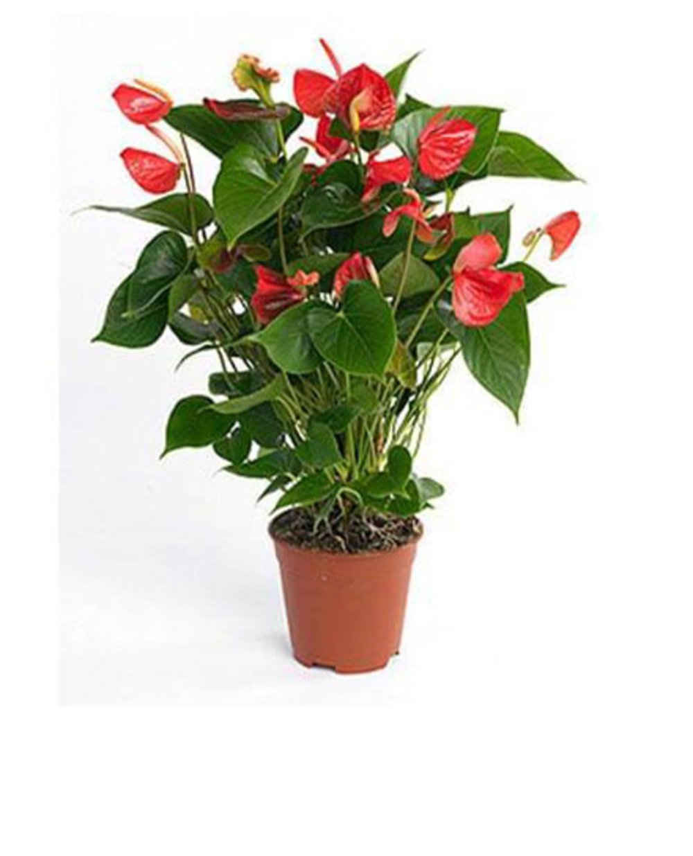 Red Anthurium Plant