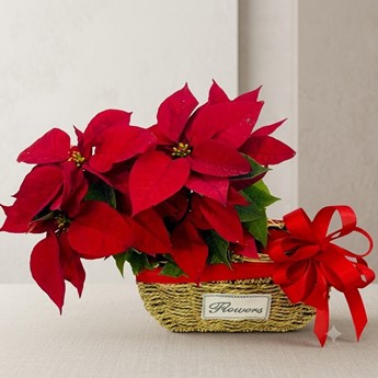 Red Poinsettia Basket Arrangement