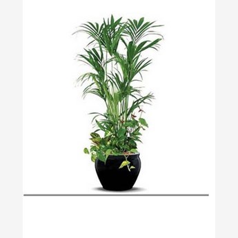 kentia palm