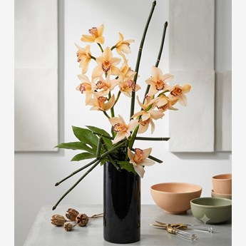Two Stems of Cymbidium Orchids