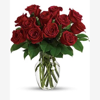 Rose Calssique