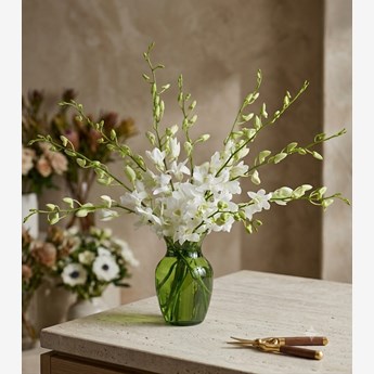 White Dendrobium Orchids in Vase