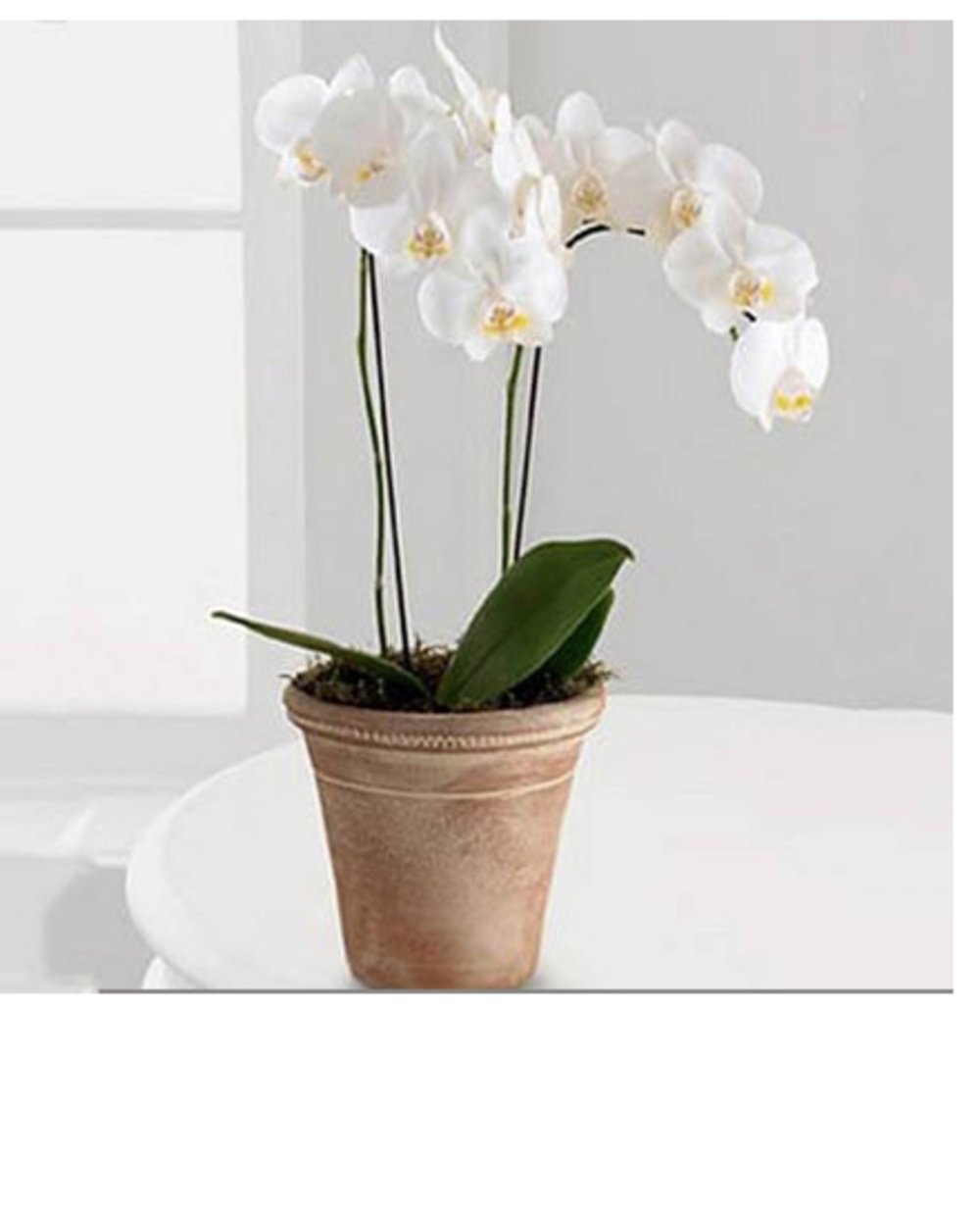 White Phalaenopsis orchid plant